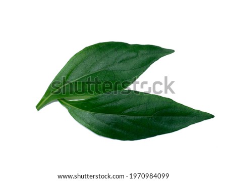 Close up Andrographis paniculata leaves on white background