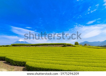Beautiful tea plantation in Fuji City, Shizuoka Prefecture