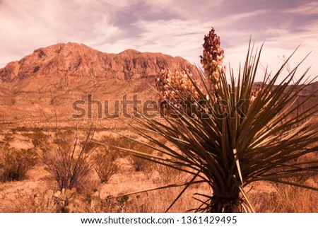 Sepia Tone of Yucca cactus and a desert mountain