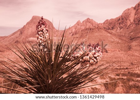Sepia Tone of Yucca cactus and a desert mountain