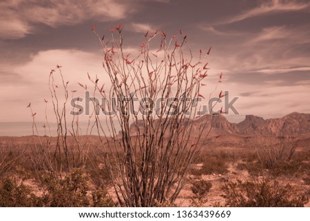Sepia tone of Ocotillo cactus in the desert