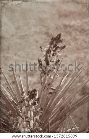Yucca flowers in Sepia Tone