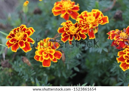 A bank of marigold plants with red and orange flowers 3038