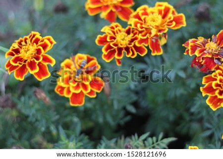 A bank of marigold plants with red and orange flowers 3039