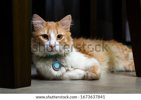 close up of a beautiful orange and white cat wearing a name tag in a dark home setting
