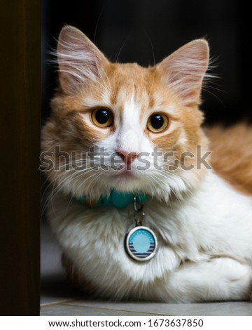 close up of a beautiful orange and white cat wearing a name tag in a dark home setting