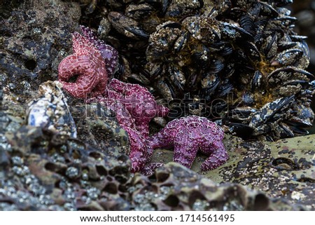 Close up of a cluster of purple ochre sea stars clinging to a rock in the southern Oregon coast exposed by the low tides