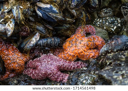 Close up of an orange and purple ochre sea stars exposed by the low tides clinging to a rock in the southern Oregon coast