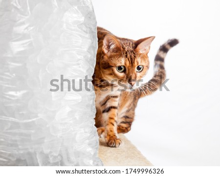 El gato bengalí de color dorado se arrastra por el lado de una fría bolsa congelada de hielo para ilustrar a un gato frío