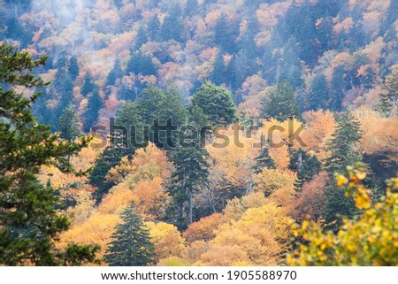 Fall mountain with morning mist