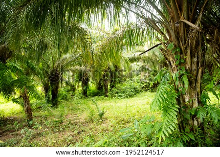 Image of Peruvian rain forest. Tropical vegetation in Amazon jungle. Sunny day.
