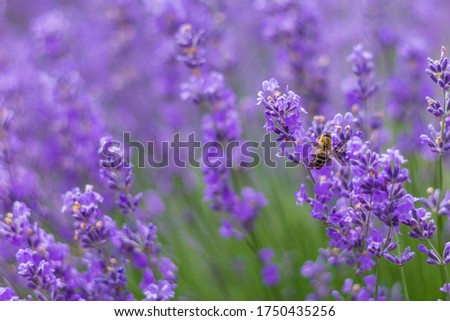 A field of lavender grown for aromatic oil in Europe. Beautiful background. Pollination period by bees. Selective focus. Close-up