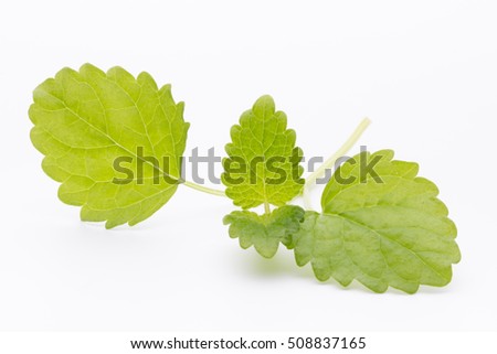 Mint leaves on the white background.