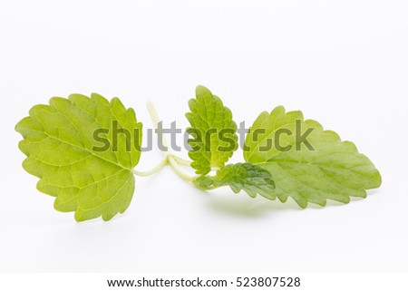 Mint leaves on the white background.
