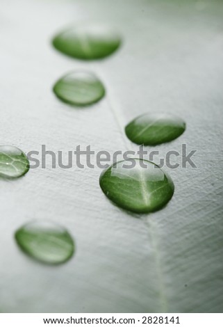 droplets on leaf