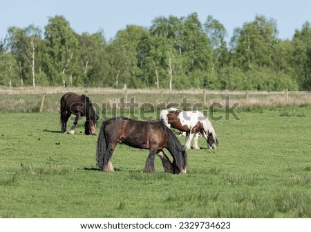 Similar – Foto Bild Drei Pferdeköpfe die aus dem Blickwinkel des Reiters fotografiert wurden