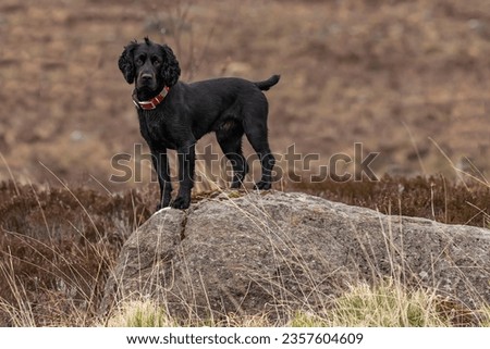 Similar – Image, Stock Photo Dog on the rocks at sunrise