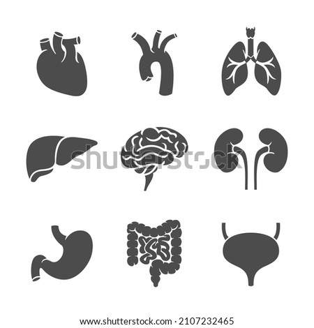 Human internal organs icon set in a modern, simple, flat style. Healthcare medicine concept . Vector illustration.