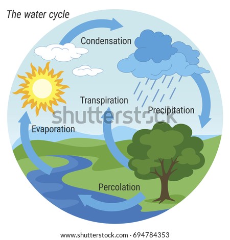 Vector schematic representation of the water cycle in nature. Illustration of diagram water cycle. Cycle water in nature environment.