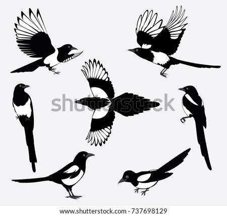 Similar – Image, Stock Photo Crows and magpie on the top sitting on big oak`s branches. Birds sit on a leafless branch against the evening blue sky with the moon. Silhouette of dry tree branches with birds and the moon. Winter season, night landscape, wallpaper, copy space