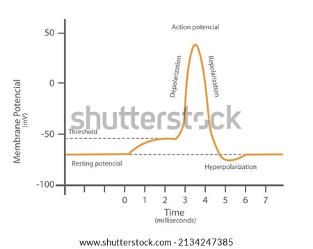 Diagram of a transmission of a nerve impulse. Relation to the membrane voltage over time. Foto stock © 