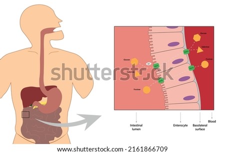 Carbohydrates intestinal digestion and absorption - Glucose, Galactose and Fructose  
