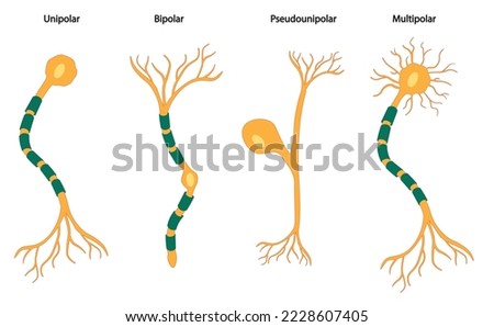 Types of Neurons illustration. 4 types of neuron.