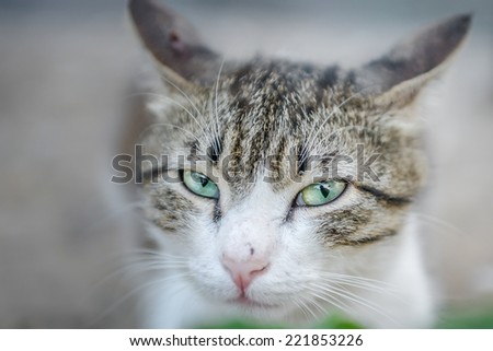 Angry cat\'s face