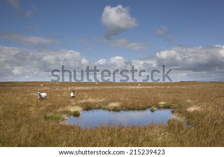Sheep on grass land (moorland) with blue sky and a foreground lake.