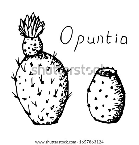 Nopal Drawing At Getdrawings Free Download