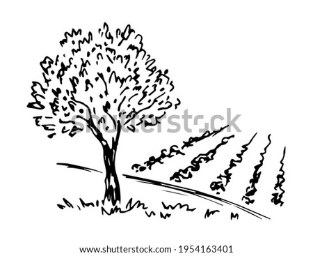 Hand-drawn simple vector drawing in black outline. Olive tree harvesting. Growing organic products. Orchard, farm fields, nature, landscape.