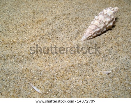 Still life with sea shells at sand
