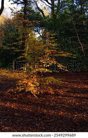 Similar – Image, Stock Photo from the small beech seedling