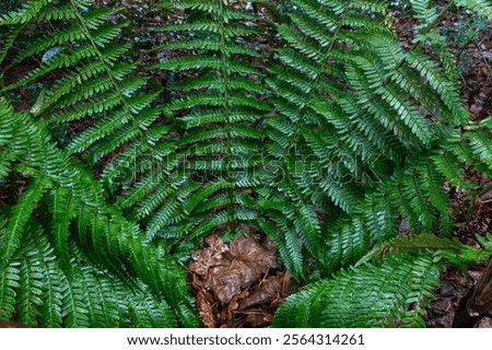 Similar – Image, Stock Photo Fern Fan Forest Bushes