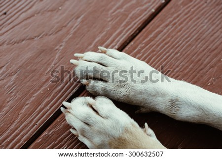 Dog feet close up