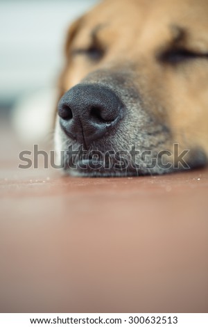 Dog nose close up