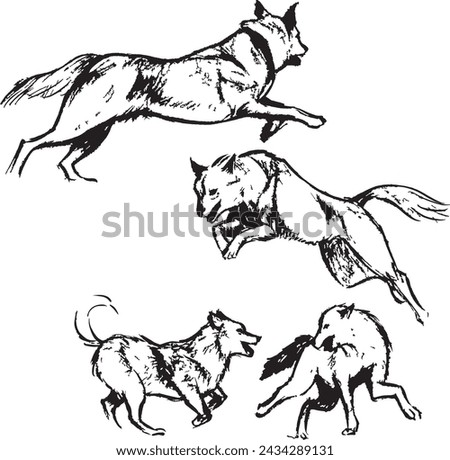 Wolves running and playing ink illustrations. Animals black and white drawing. Canine mammal species sketches group. Wildlife. Sketchy pen and ink style. 