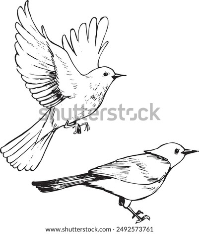 Redstart bird ink sketches. Nature wildlife theme vector drawing. Birds line drawings isolated on white. Animals illustration.