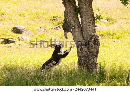 Image, Stock Photo Cat chasing the red dot of a laser pointer on the meadow at night