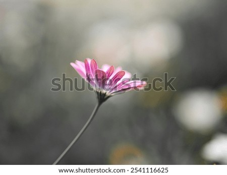 Similar – Image, Stock Photo blooming margarite meadow in front of a blue sky with delicate clouds from the frog’s perspective