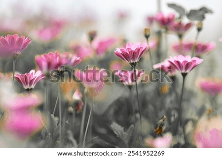 Similar – Image, Stock Photo blooming margarite meadow in front of a blue sky with delicate clouds from the frog’s perspective