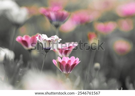 Similar – Image, Stock Photo blooming margarite meadow in front of a blue sky with delicate clouds from the frog’s perspective