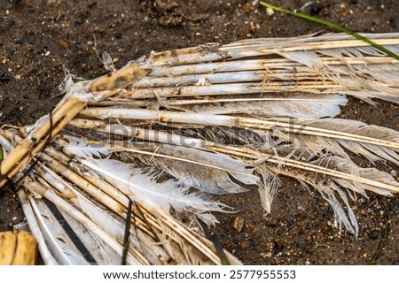 Similar – Image, Stock Photo Pebbles and feathers on table
