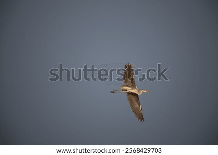 Similar – Image, Stock Photo Heron against the light