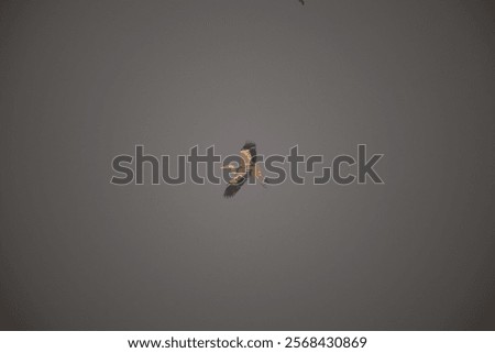 Similar – Image, Stock Photo Heron against the light