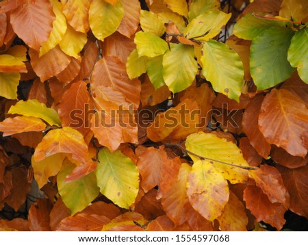 Similar – Image, Stock Photo autumn beech hedge in the park