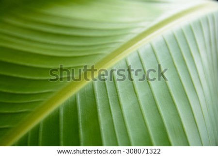 blurred leaf , Zen leaf