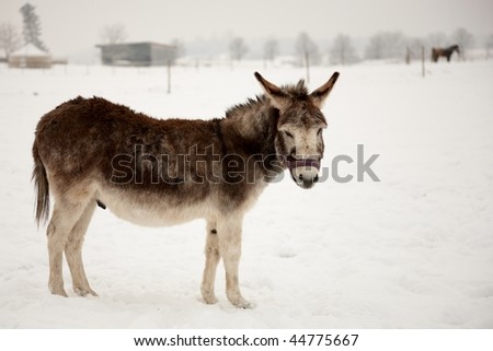 cute brown donkey standing on snow looking to the camera