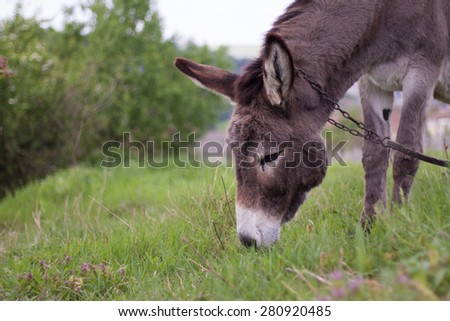 Brown donkey eating grass in a green field.