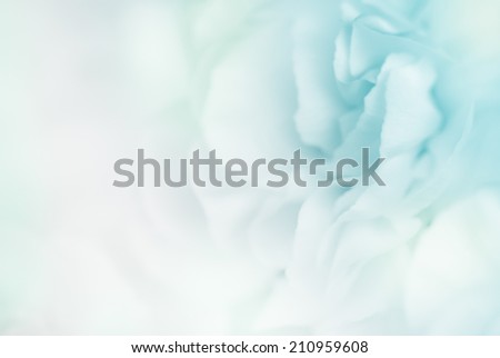 blue color carnation in blur and soft style for background